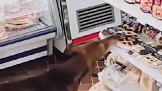Video: un perro entró a un almacén en Capitán Bermúdez y se robó una pastafrola de membrillo