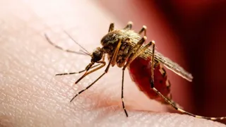 Dengue: se confirmó la primera muerte por coinfección en Argentina